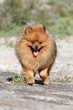 SPITZ ALLEMAND 154